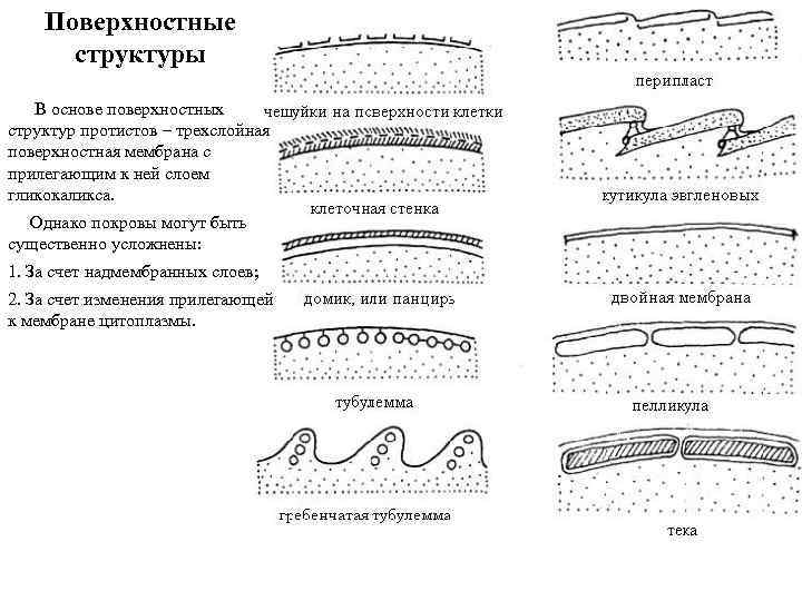 Поверхностные структуры В основе поверхностных структур протистов – трехслойная поверхностная мембрана с прилегающим к