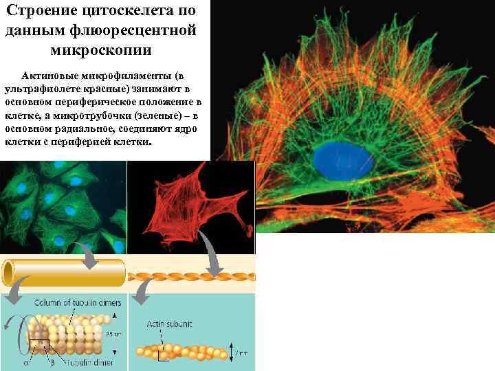 Строение цитоскелета по данным флюоресцентной микроскопии Актиновые микрофиламенты (в ультрафиолете красные) занимают в основном
