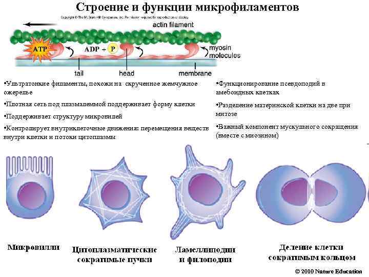 Строение и функции микрофиламентов • Ультратонкие филаменты, похожи на скрученное жемчужное ожерелье • Функционирование