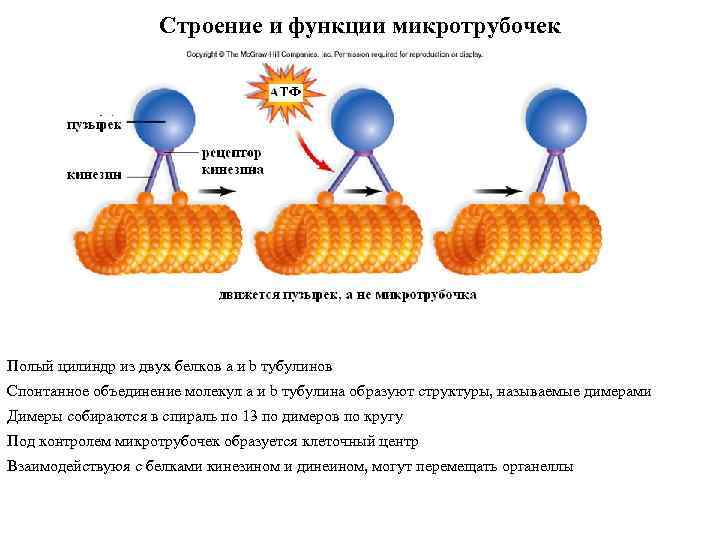 Строение и функции микротрубочек Полый цилиндр из двух белков a и b тубулинов Спонтанное