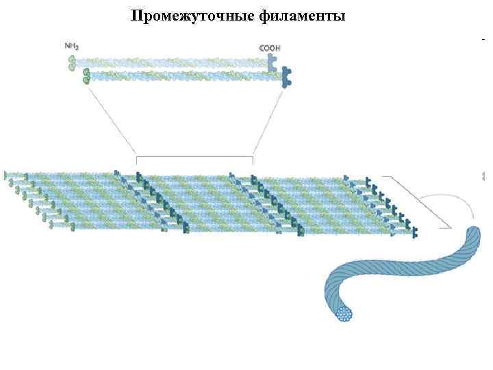 Промежуточные филаменты 