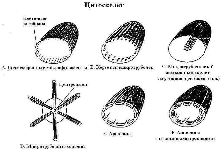 Цитоскелет 