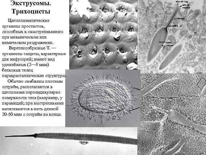 Экструсомы. Трихоцисты Цитоплазматические органелы простистов, способных к «выстреливанию» при механическом или химическом раздражении. Веретенообразные