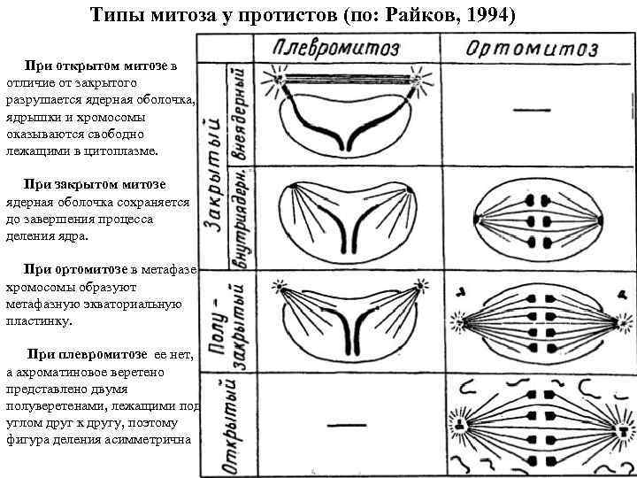 Соотнесите изображения разных типов митоза с названиями