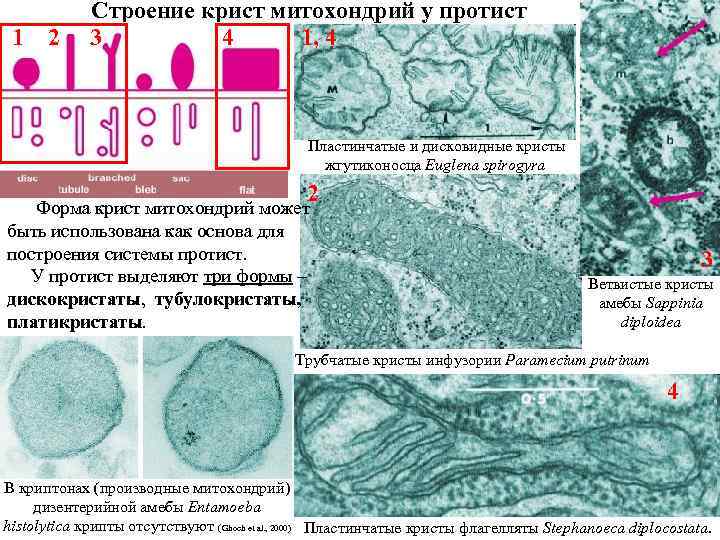 1 2 Строение крист митохондрий у протист 3 4 1, 4 Пластинчатые и дисковидные