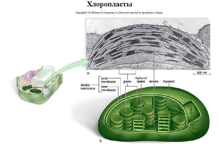 Хлоропласты 