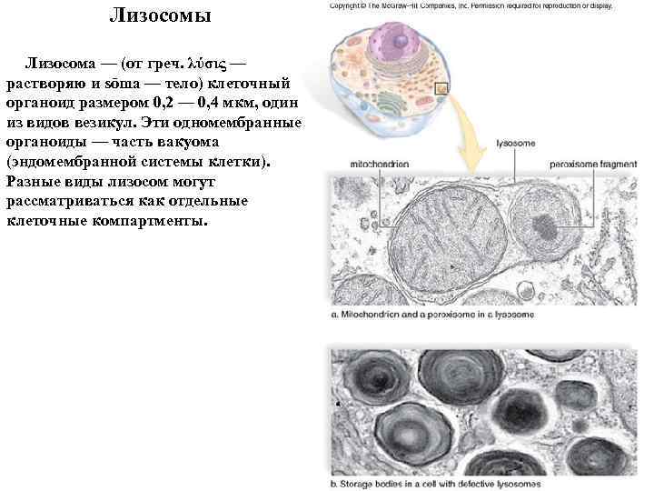 Лизосомы Лизосома — (от греч. λύσις — растворяю и sōma — тело) клеточный органоид