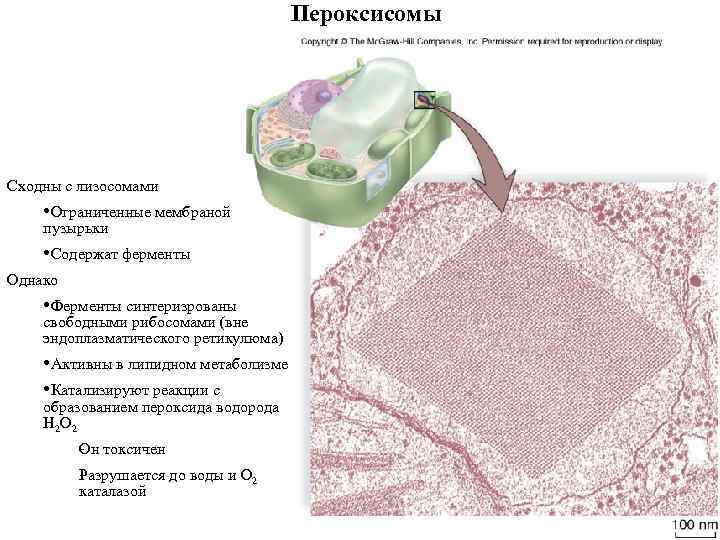 Пероксисомы Сходны с лизосомами Ограниченные мембраной пузырьки Содержат ферменты Однако Ферменты синтеризрованы свободными рибосомами
