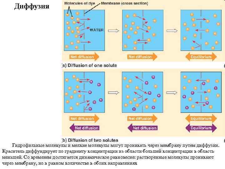 Диффузия Гидрофильные молекулы и мелкие молекулы могут проникать через мембрану путем диффузии. Краситель диффундирует