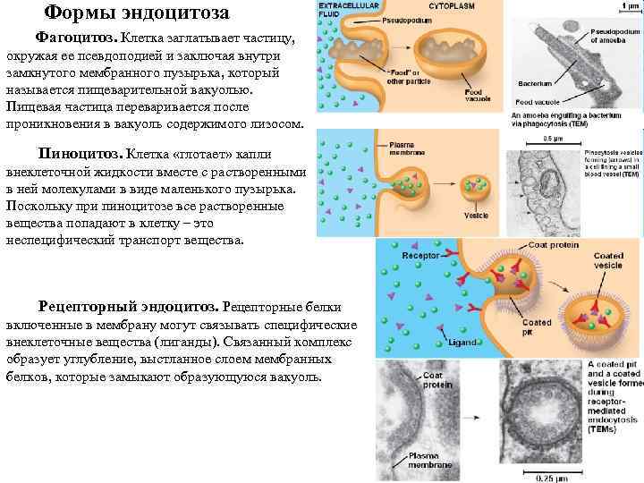 Формы эндоцитоза Фагоцитоз. Клетка заглатывает частицу, окружая ее псевдоподией и заключая внутри замкнутого мембранного