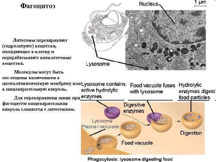 Фагоцитоз Лизосомы переваривают (гидролизуют) вещества, попадающие в клетку и перерабатывают внеклеточные вещества. Молекулы могут