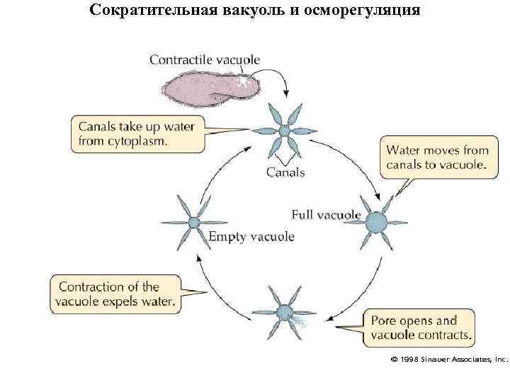 Сократительная вакуоль и осморегуляция 