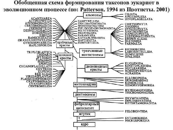 Схема развития таксонов и сообществ по е с смирнову