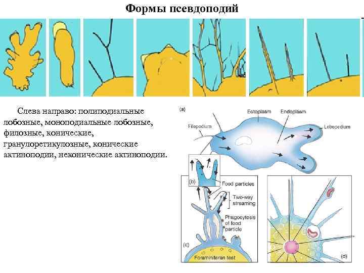 Формы псевдоподий Слева направо: полиподиальные лобозные, моноподиальные лобозные, филозные, конические, гранулоретикулозные, конические актиноподии, неконические