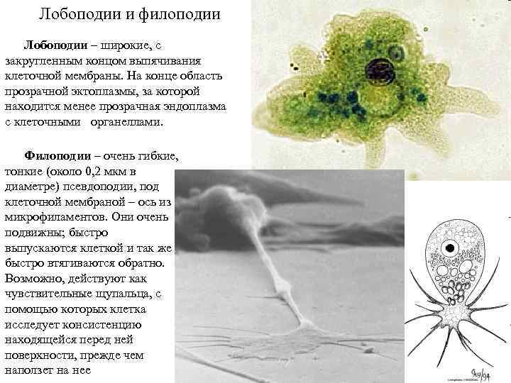 Лобоподии и филоподии Лобоподии – широкие, с закругленным концом выпячивания клеточной мембраны. На конце