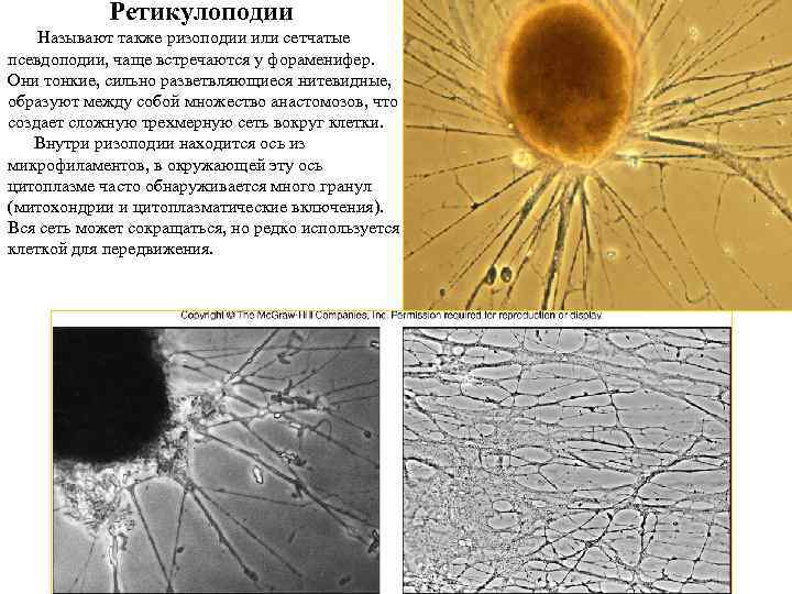 Ретикулоподии Называют также ризоподии или сетчатые псевдоподии, чаще встречаются у фораменифер. Они тонкие, сильно
