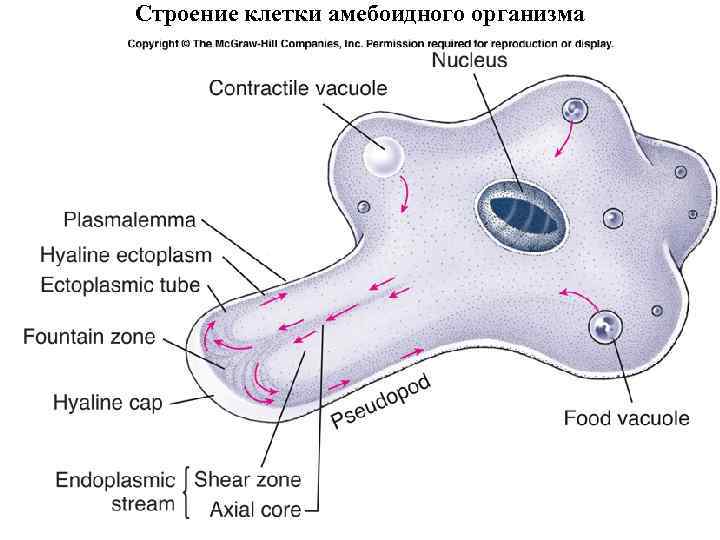 Строение клетки амебоидного организма 