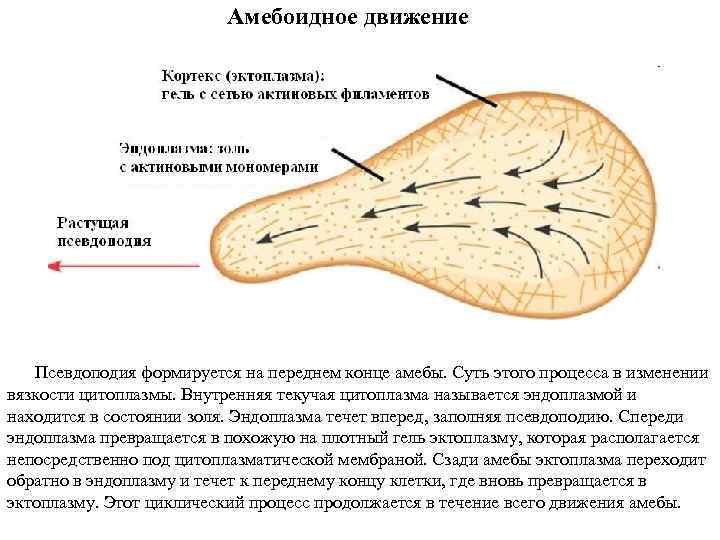 Амебоидное движение Псевдоподия формируется на переднем конце амебы. Суть этого процесса в изменении вязкости