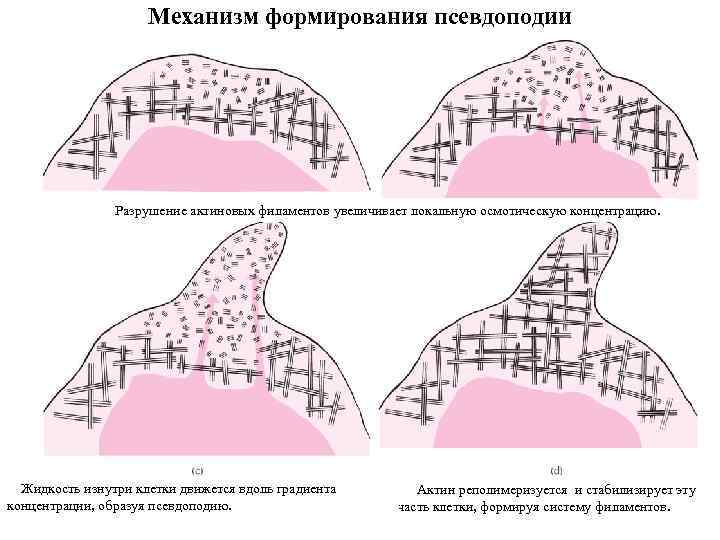 Механизм формирования псевдоподии Разрушение актиновых филаментов увеличивает локальную осмотическую концентрацию. Жидкость изнутри клетки движется