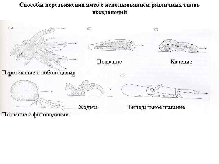 Амебоидное движение. Способ передвижения амебы. Способы передвижения. Процесс передвижения амебы. Типы движения простейших.