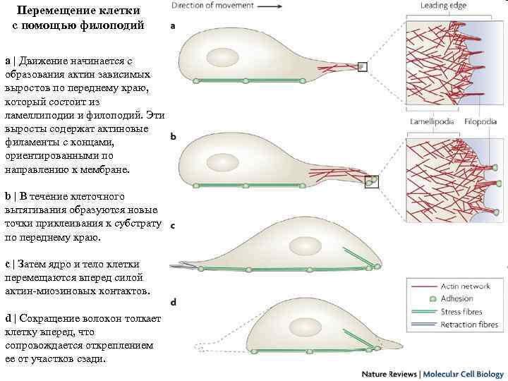 Перемещение клетки с помощью филоподий a | Движение начинается с образования актин зависимых выростов