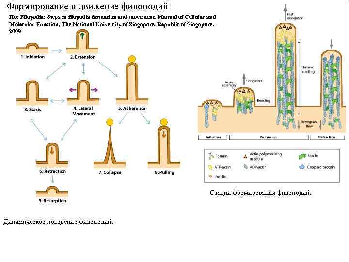 Формирование и движение филоподий По: Filopodia: Steps in filopodia formation and movement. Manual of