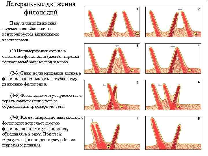 Латеральные движения филоподий Направление движения перемещающейся клетки контролируется актиновыми комплексами. (1) Полимеризация актина в