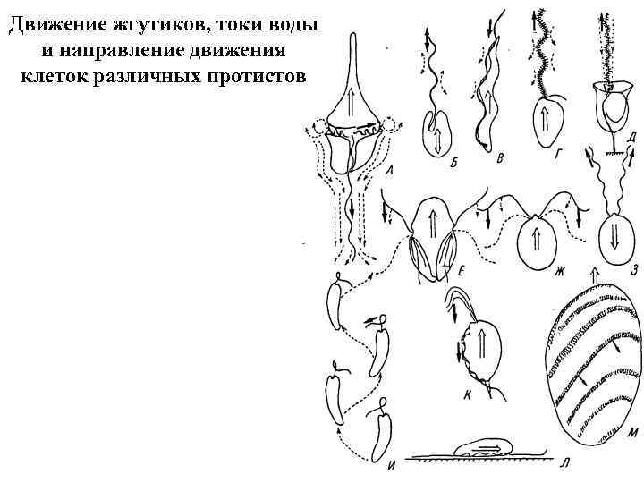 Движение жгутиков, токи воды и направление движения клеток различных протистов 