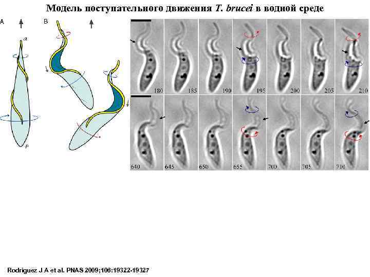 Модель поступательного движения T. brucei в водной среде Rodríguez J A et al. PNAS