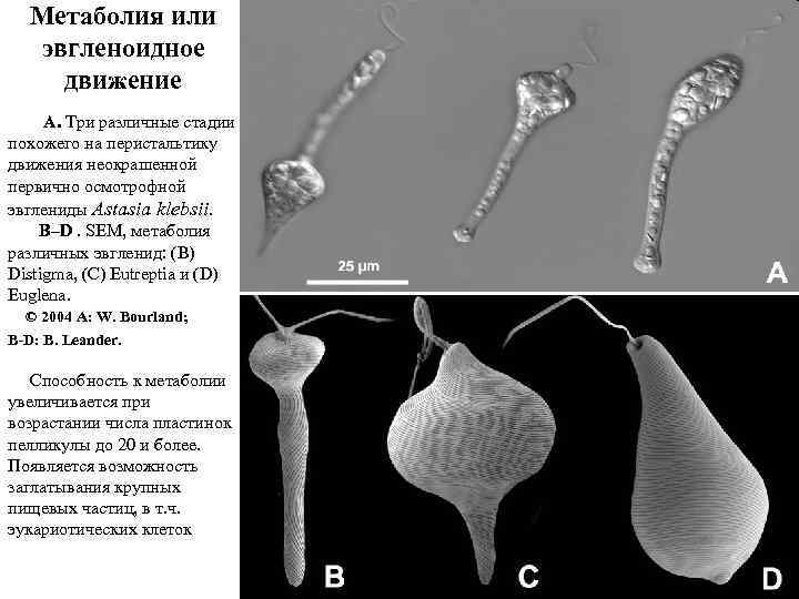 Метаболия или эвгленоидное движение A. Три различные стадии похожего на перистальтику движения неокрашенной первично