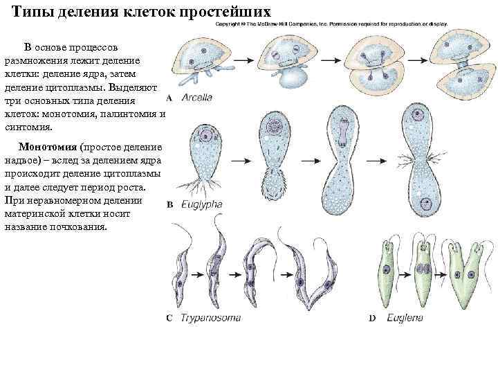 Типы деления клеток простейших В основе процессов размножения лежит деление клетки: деление ядра, затем