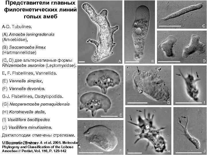 Представители главных филогенетических линий голых амеб A D. Tubulinea. (A) Amoeba leningradensis (Amoebidae), (B)