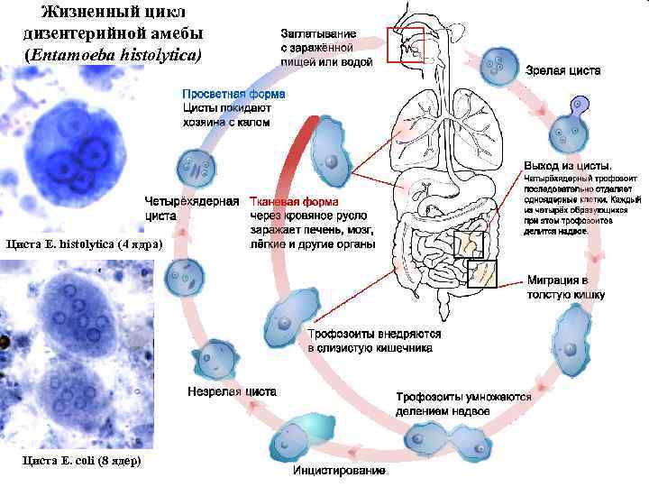 Жизненный цикл дизентерийной амебы (Entamoeba histolytica) Циста E. histolytica (4 ядра) Циста E. coli