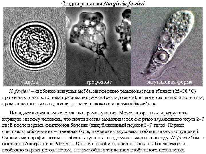 Стадии развития Naegleria fowleri циста трофозоит жгутиковая форма N. fowleri – свободно живущая амёба,