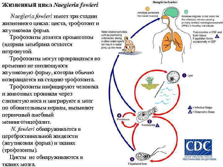 Проект заражение цикл