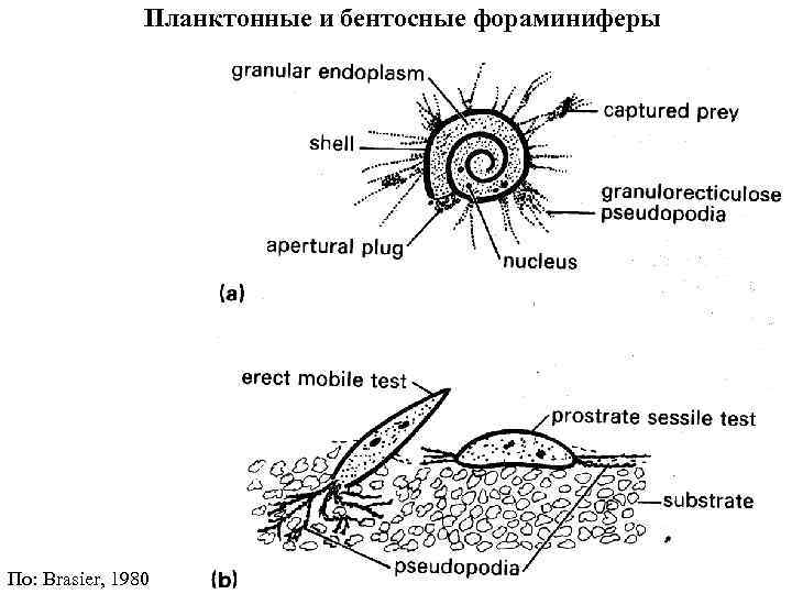 Планктонные и бентосные фораминиферы По: Brasier, 1980 