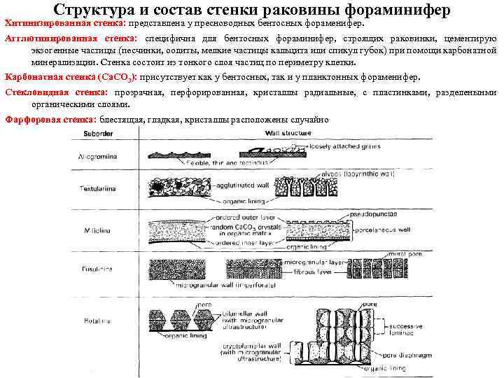 Структура и состав стенки раковины фораминифер Хитинизированная стенка: представлена у пресноводных бентосных фораменифер. Агглютинированная