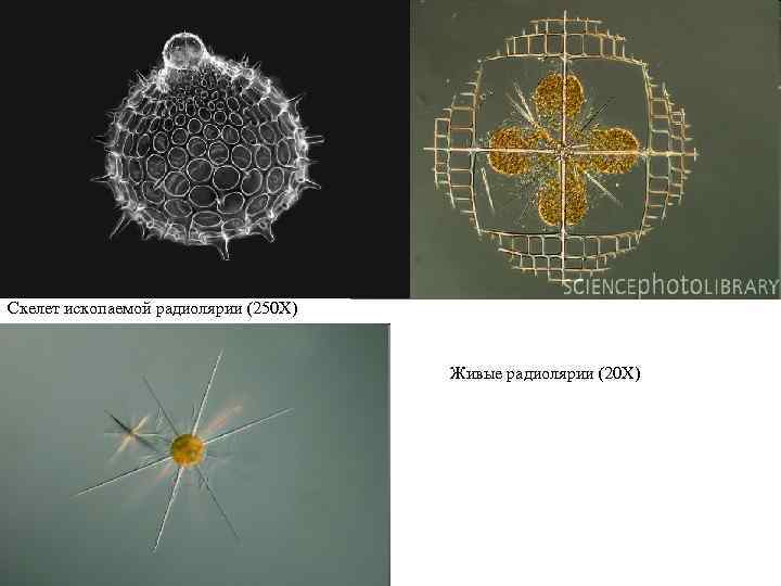 Радиолярии Скелет ископаемой радиолярии (250 X) Живые радиолярии (20 X) 