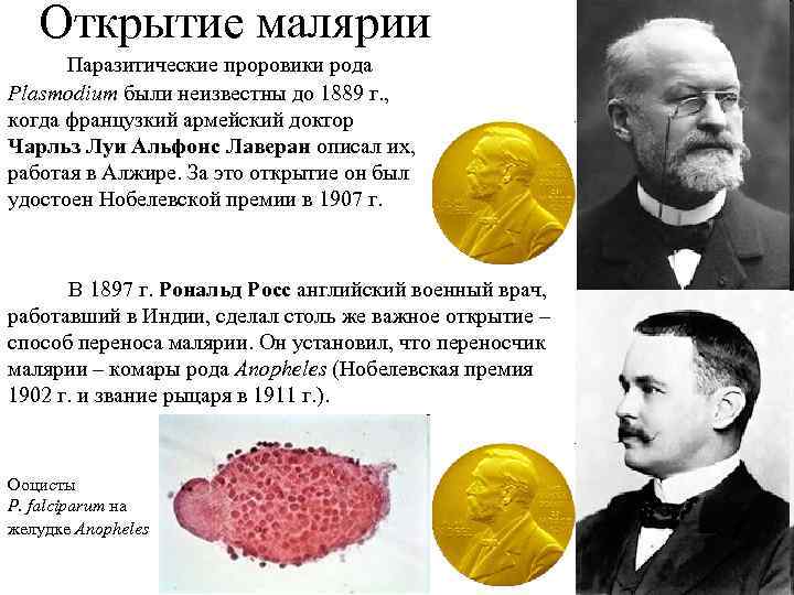 Открытие малярии Паразитические проровики рода Plasmodium были неизвестны до 1889 г. , когда французкий