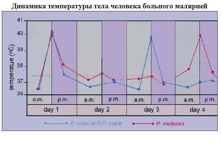 Динамика температуры тела человека больного малярией 