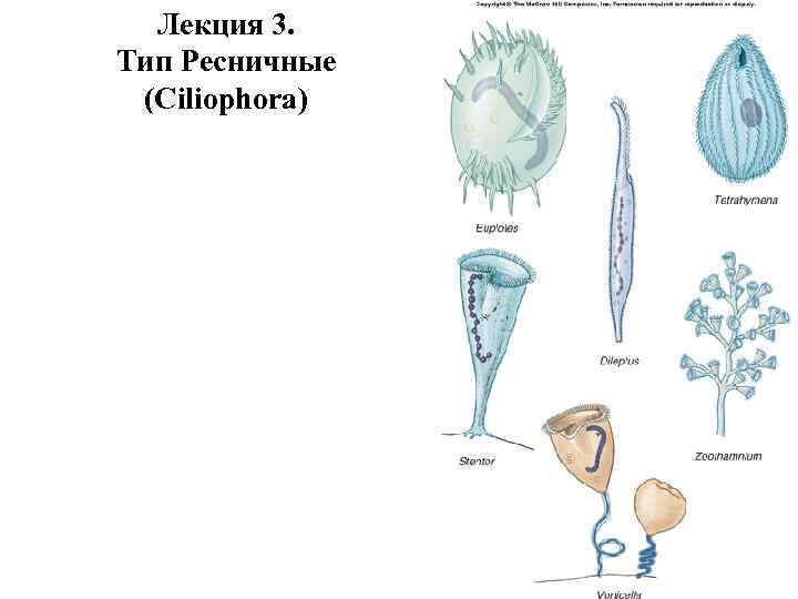 Лекция 3. Тип Ресничные (Ciliophora) 