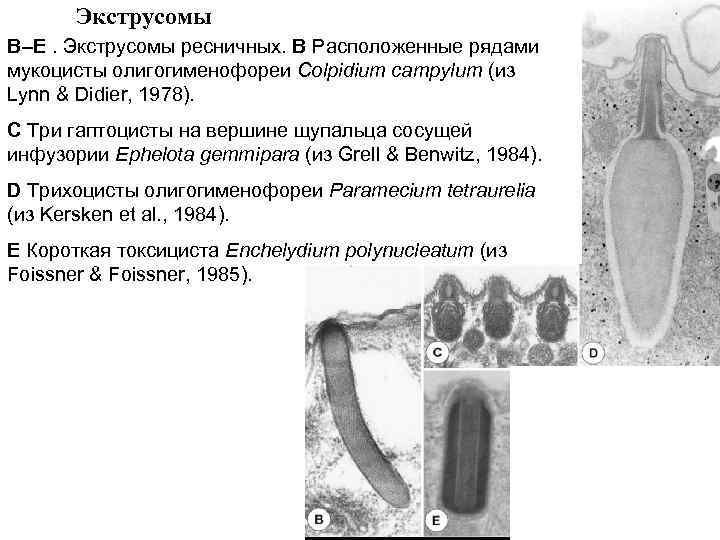 Экструсомы B–E. Экструсомы ресничных. B Расположенные рядами мукоцисты олигогименофореи Colpidium campylum (из Lynn &