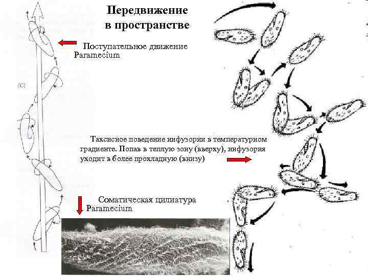 Передвижение в пространстве Поступательное движение Paramecium Таксисное поведение инфузории в температурном градиенте. Попав в