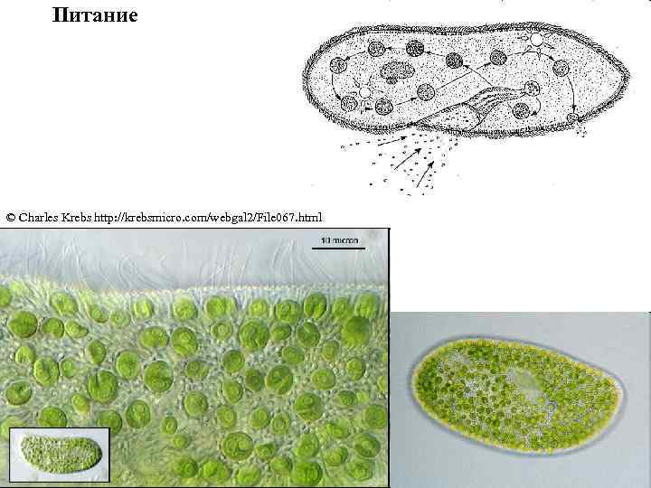 Питание © Charles Krebs http: //krebsmicro. com/webgal 2/File 067. html 