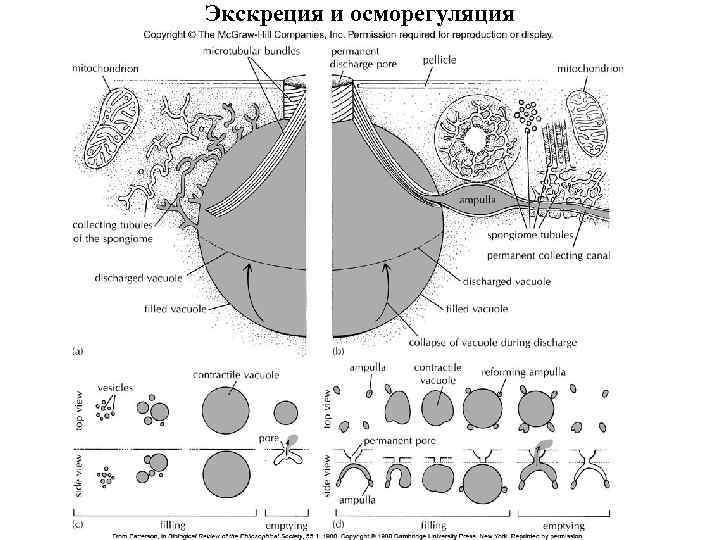 Экскреция и осморегуляция 