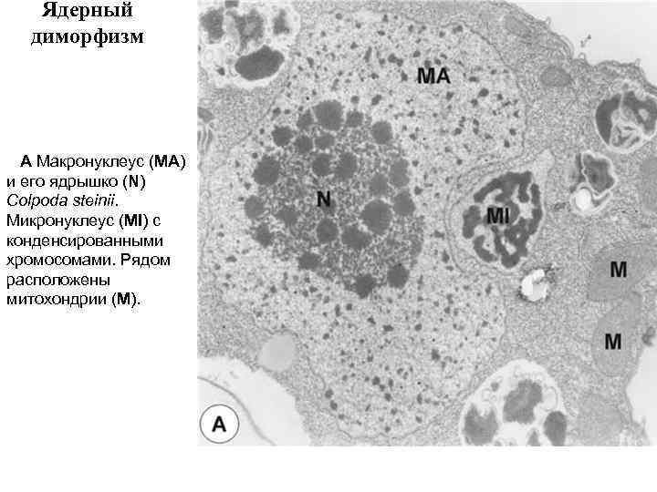 Ядерный диморфизм A Макронуклеус (MA) и его ядрышко (N) Colpoda steinii. Микронуклеус (MI) с
