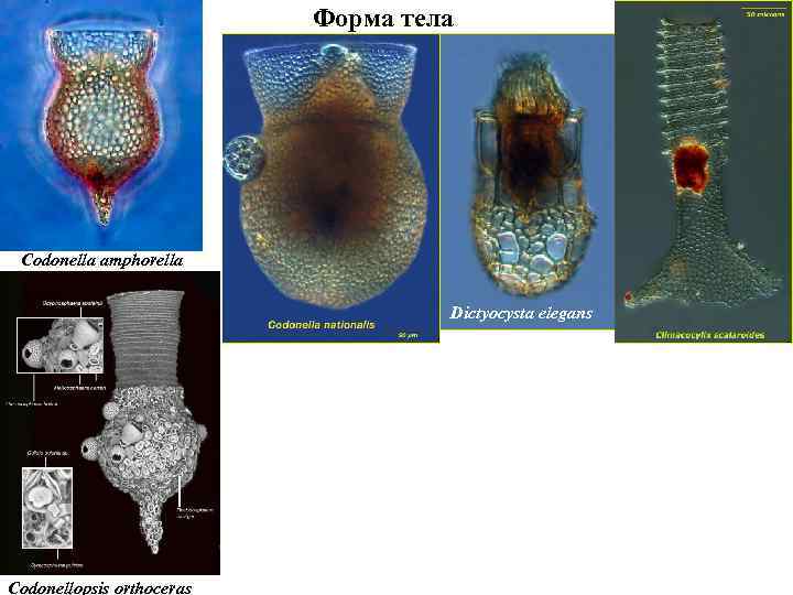 Форма тела Codonella amphorella Dictyocysta elegans Codonellopsis orthoceras 