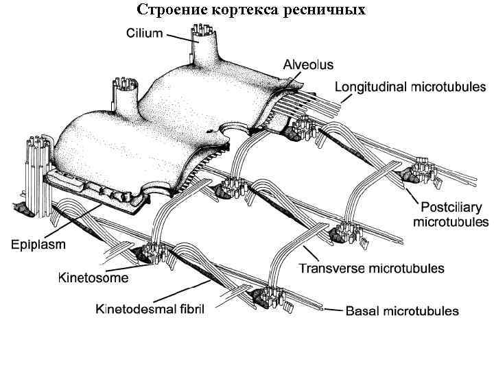 Строение кортекса ресничных 