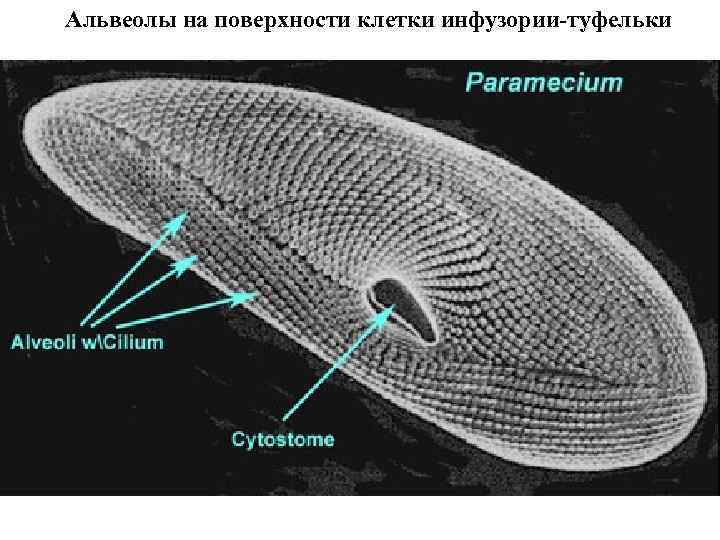 Альвеолы на поверхности клетки инфузории-туфельки 
