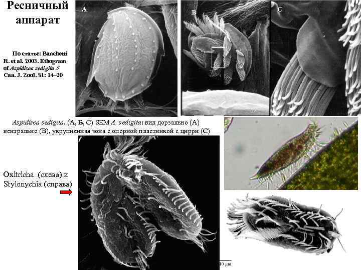 Ресничный аппарат A C B По статье: Banchetti R. et al. 2003. Ethogram of